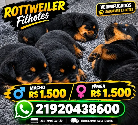 Rottweiler cabeça de touro macho e fêmea ótima linhagem