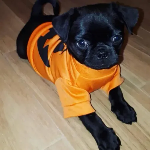 Filhotes de Pug | Patinhas prontas para te acompanhar.