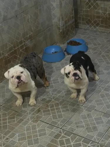 Bulldog inglês fêmea 4.000