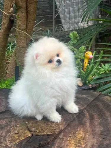 Filhote de Spitz Alemão Macho 
