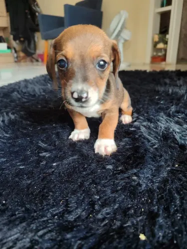 Filhotes Dachshund lindos Pais no local.