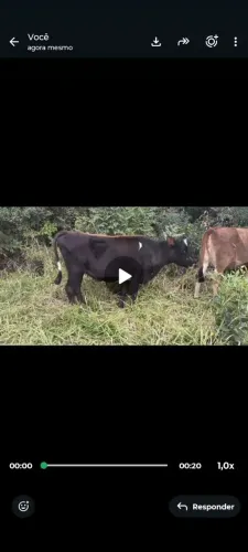 Novilha Jersolanda prenha de 4 meses