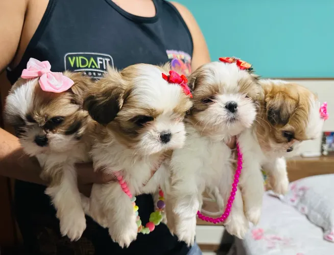 Shih tzu machos e fêmeas