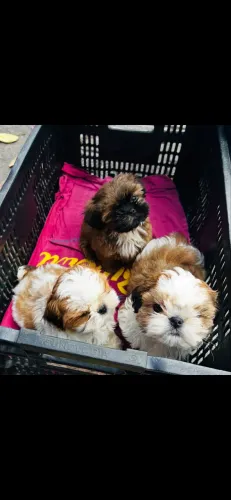 Shih tzu