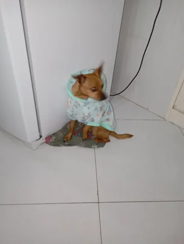 Roupinhas pra pets