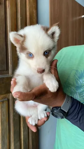 Vendo filhote de Husky Siberiano fêmea 