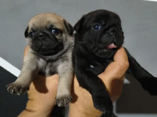 Pug macho e fêmea disponível para retirar dia 28