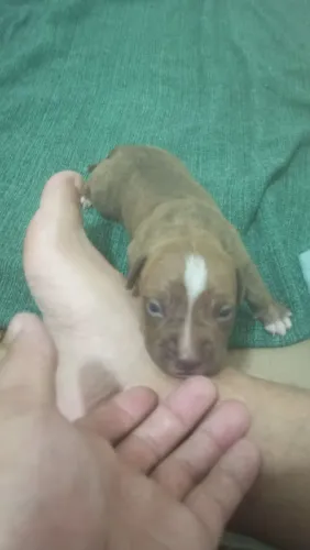 Filhotes de Pit Bull