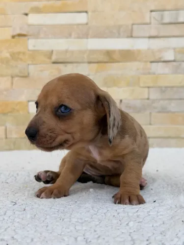 Dachshund Fêmeas Arlequim Caramelo ( Reserva 20/07 )