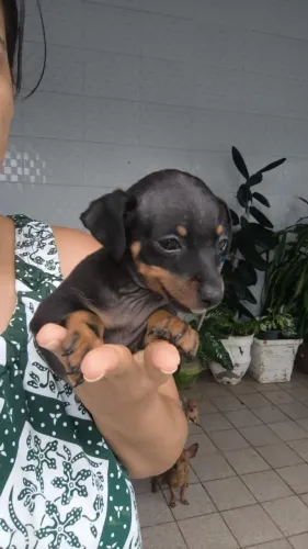 Filhote de  pinscher macho. 