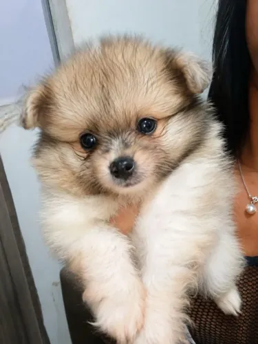 Fêmeas de Lulu da Pomerânia (Spitz Alemão Anão)