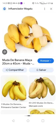 Muda de bananeira maçã