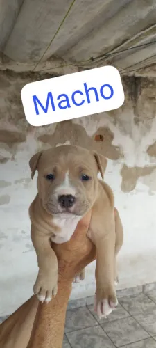 Filhote pitbull