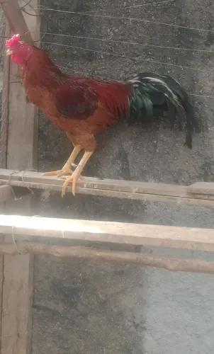 Frango Índio Caipira