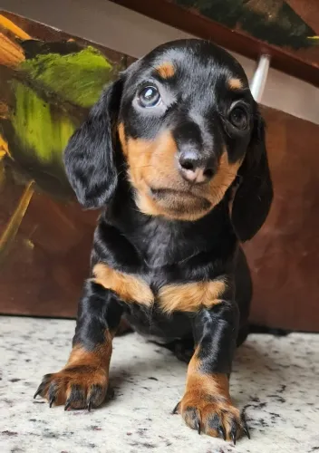 Lindos Basset a Pronta entrega! 