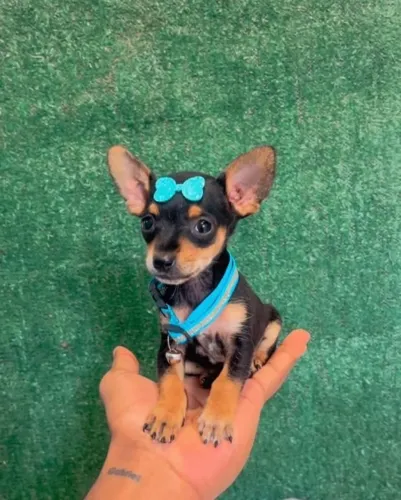 Pinscher - filhotes com acompanhamento, garantias e compra segura.