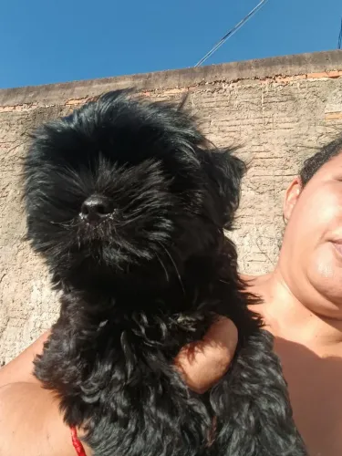 Machinho Lhasa Apso puro
