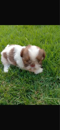 Cachorro 