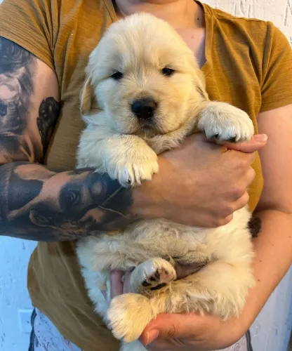 Filhote de Golden Retriever o parceiro que transforma momentos em lembranças 