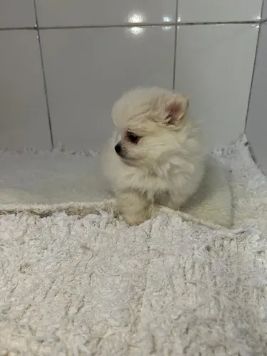 Spitz alemão anão