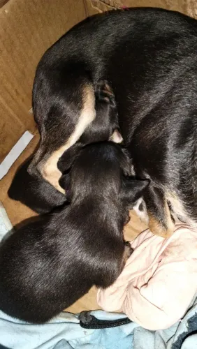Pinscher