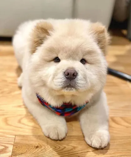 Filhotes De Chow Chow - Uma Amizade Verdadeira Começa Com Um Filhotinho