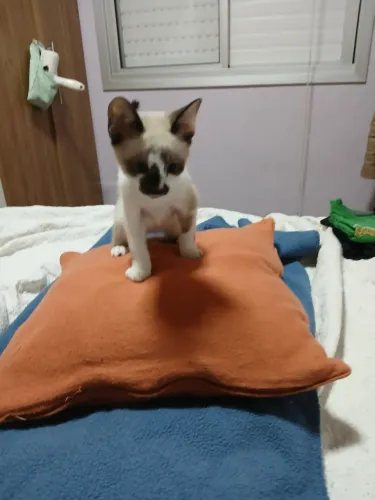 Doação gatinho