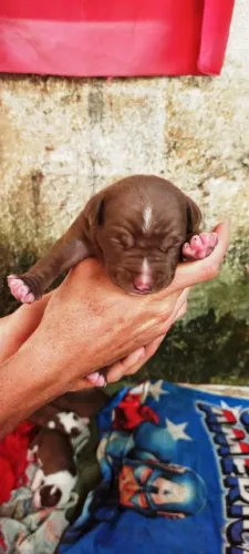 500 Vendesse filhotes de Pit monster com pitbull