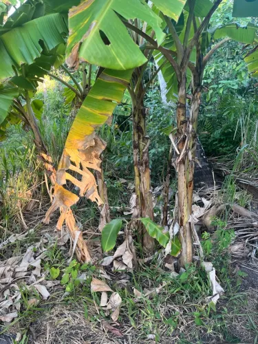 Pés de banana leite