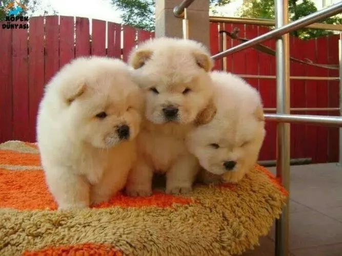 Chow Chow Esse filhote veio para deixar tudo mais especial
