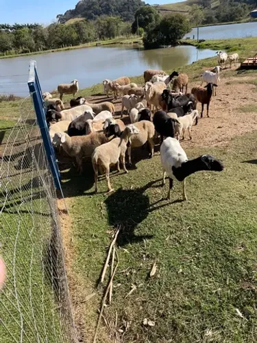 Ovelhas