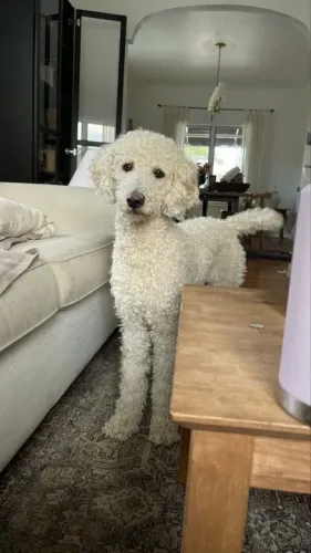 Poddle Gigante Adoráveis Filhotes na Cor Branco