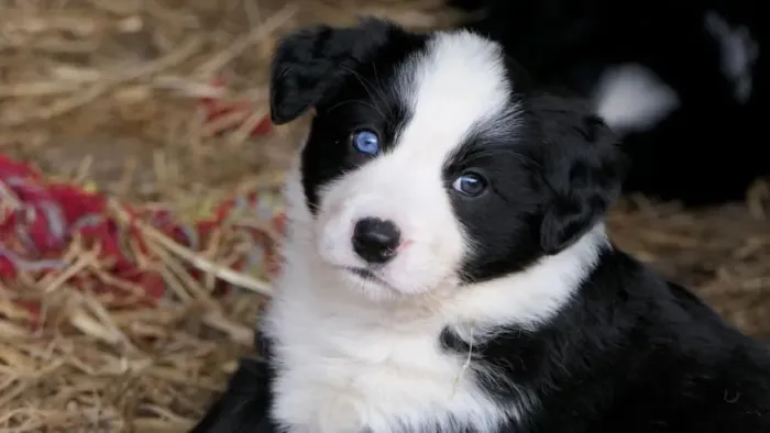 Border Collie desconto no valor avista