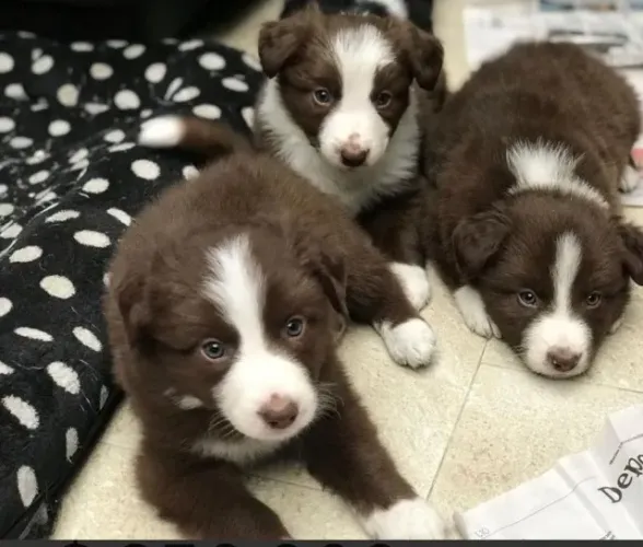 Machinhos e fêmeas de Border Collie Filhotes  cor Chocolate 56 dias vacinados com pedigree
