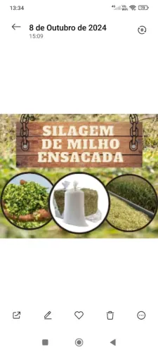Silagem integral R$ 10 reais saco com 25 kg retirar no local.(aceito proposta de troca). 