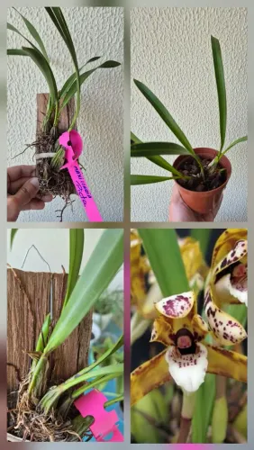 Orquídea Maxillaria picta adulta