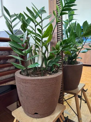 Vaso polietileno com zamioculka 