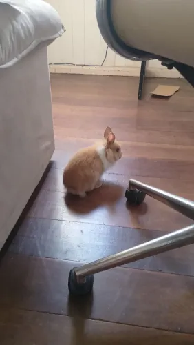 DOA-SE MINI LION FÊMEA FILHOTE