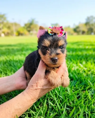 Yorkshire Terrier Mini Encantador