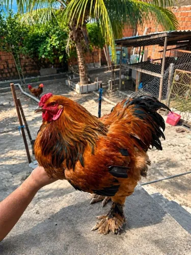 Galo Brahma