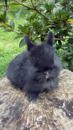 Mini Coelho Netherland Dwarf