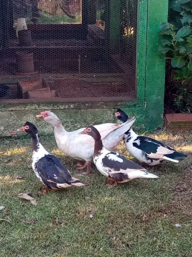 Patos Adultos