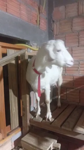 Vendo linda cabra com dois filhotes 