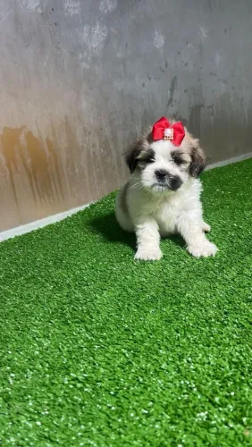 Shih Tzu maravilhosa
