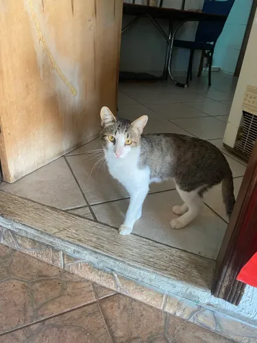 Doando gatinha 