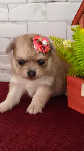 Chihuahua fêmea pelo longo com pedigree