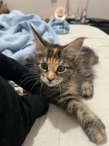 Filhote Maine Coon