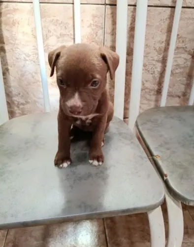Doa-se filhote de Pitbull fêmea