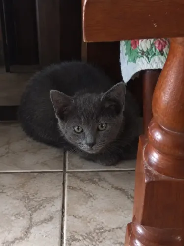 Gatinho cinza para adoção 