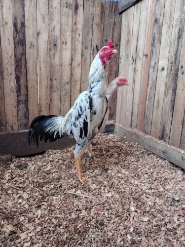 Galo mura